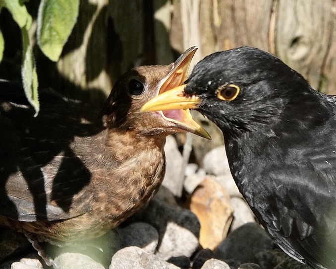 blackbird